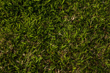 Green grass field background.