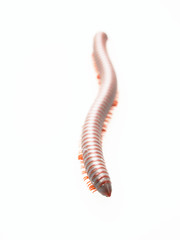 Millipedes, insect with long body and many legs look like centipedes, worm, or train