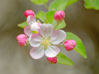 Close up of single apple tree flower with visible stamens and some pink flower buds