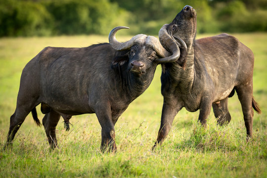 Buffalos fighting, Masai Mara, Kenya