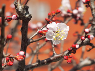 開花した梅の花