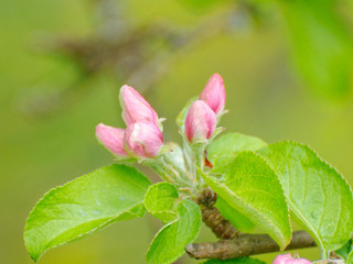 Obraz na płótnie Canvas Close up of apple tree branch with pink flower buds and green leaves without open flowers