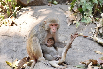 A awesome snap of monkey mother feed milk to her monkey kid in a big stone with care & love.