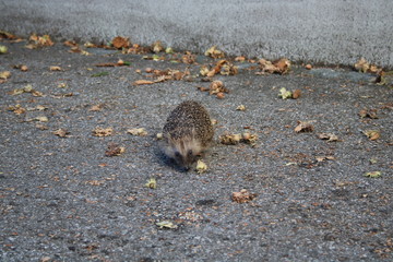 Igel