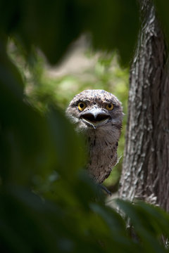 Tawny Frogmouth on a hot day