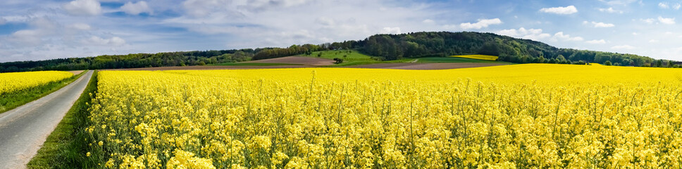 Berglandschaft mit Rapsfeldern, Banner