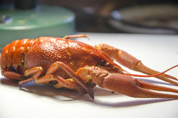 boiled river crayfish, prepare to drink beer