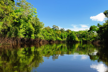 The Amazonian juThe Amazonian jungle in South America explore on the boatngle