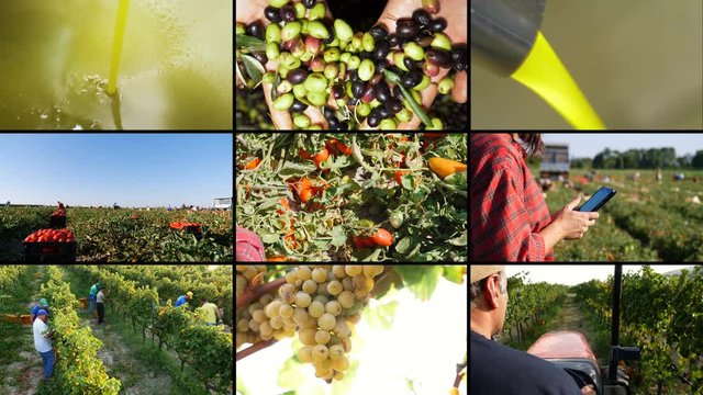 Multiscreen on Havesting Grapes in South Italy- Farmer's work in vineyard