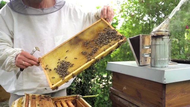 Imker halt Bienenwabe mit Bienen in der Hand und pr&uuml;ft sie