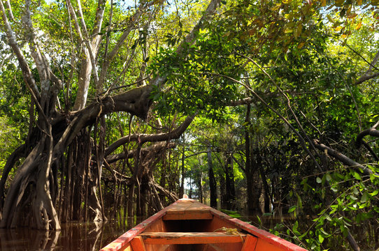 Fototapeta The Amazonian jungle in South America explore on the boat