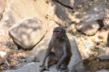 awesome view of monkey mother sitting on a stone looking good.