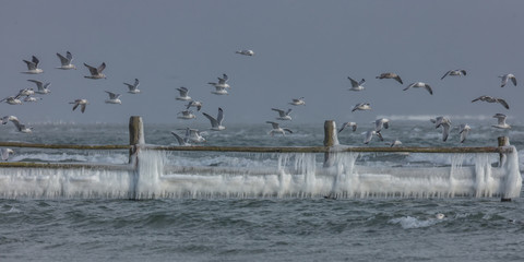 Möwen und eis