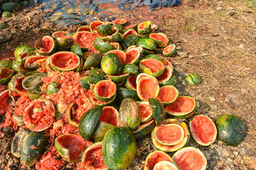Waste watermelon pile is rotten. Smelly and flies
