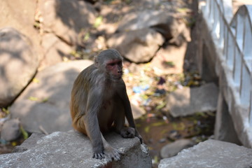 awesome view of monkey mother sitting on a stone looking good.