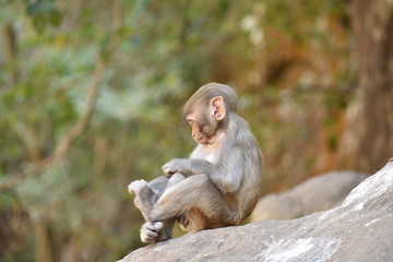 Awesome snap of small kid monkey that sitting on a stone & keep busy himself by doing small activity like eating some food, see around him.