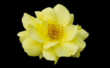 Yellow rose flower isolate on black background..