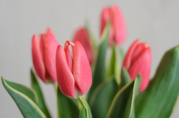 Fresh Pink Tulips