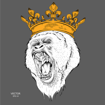 The alpha of a pack of gorillas in the golden crown. Vector illustration