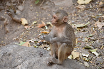 Awesome snap of small kid monkey that sitting on a stone & keep busy himself by doing small activity like eating some food, see around him.