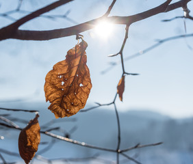The autumn leaf on branch in sunlight