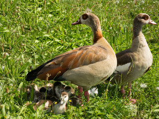 Nilgänse mit Küken im Gras