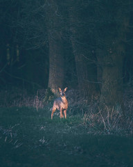Alert roe deer in field near forest picking up sound. Sharp hearing.