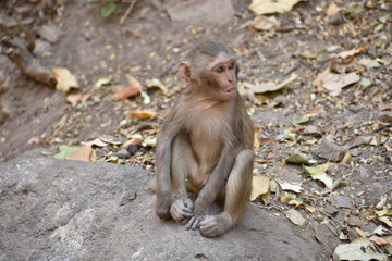 Awesome snap of small kid monkey that sitting on a stone & keep busy himself by doing small activity like eating some food, see around him.