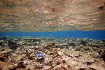 Maledives underwater beautiful landscape with surface water line, with colorful coral reef on a sandy bottom, and bright blue water with visible horizon line