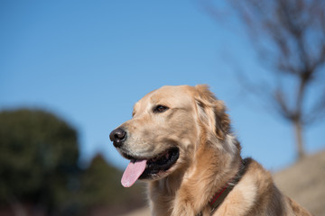 ゴールデンレトリバー