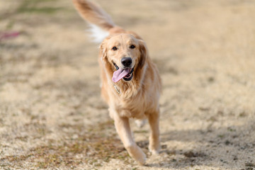 ゴールデンレトリバー