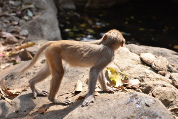 Obraz premium A monkey walking on stone with very carefully.