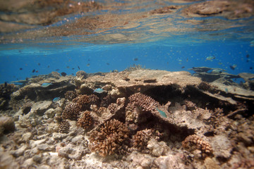 Maledives underwater beautiful landscape with surface water line, with colorful coral reef on a sandy bottom, and bright blue water with visible horizon line