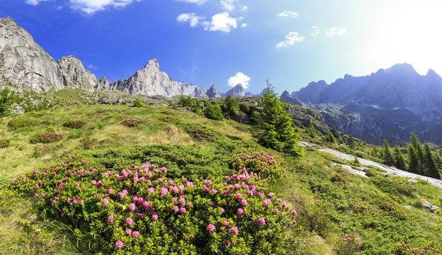 Blossoming rhododendrons in Torrone Valley, Valmasino, Valtellina, Lombardy