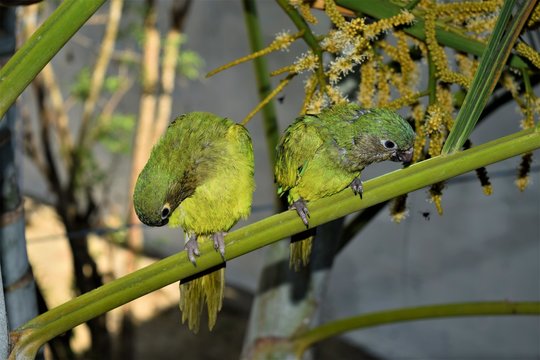 The cotorra a native bird of colombia relaxing on a coconut palm tree in a rainforest - Powered by Adobe