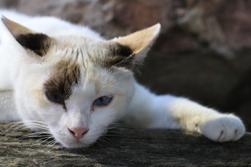 Close up beautiful eyes of white cat lying on the ground