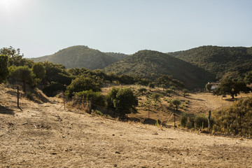 Fototapeta na wymiar Landscape field and mountain. Spain. Summer time.