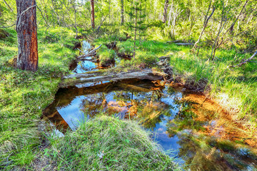 Swamp in the forest in the sunny day. The picture taken in Norway, in the valley Innerdalen.