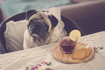 pug breakfast with tea and biscuits