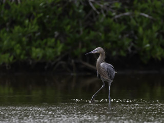 Reddish Egret Foraging on the Pond