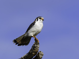 Cuban American Kestrel Portrait on Blue Sky