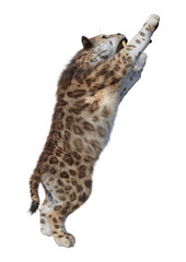 3D Rendering Sabertooth Tiger on White