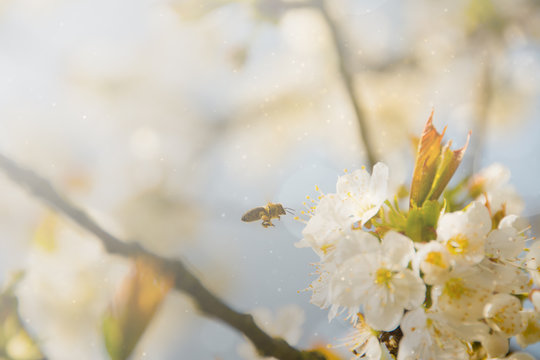 Flying Bee #Spring Blooming #Closeup #Bokeh #Cherry Blossoms