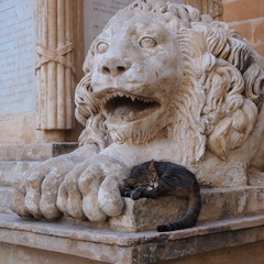 Lion sculpture, an outdoor maltese symbol in Valletta, Malta. Malta's cats.	