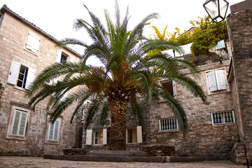 Fototapeta na wymiar Old Town Budva, Montenegro. We see house and a tall palm