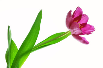 spring flowers tulips