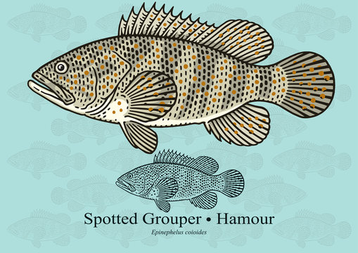 Spotted Grouper, Reef cod. Vector illustration with refined details and optimized stroke that allows the image to be used in small sizes (in packaging design, decoration, educational graphics, etc.)