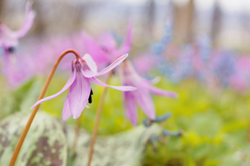 ピンクのカタクリの花