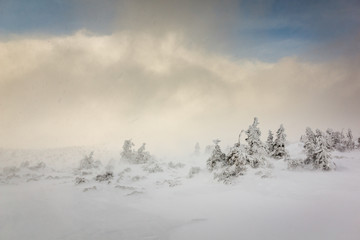 Snowstorm in Karkonosze, Sudety, Poland