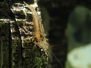 Beautiful aquarium shrimp in the water. Macro portrait